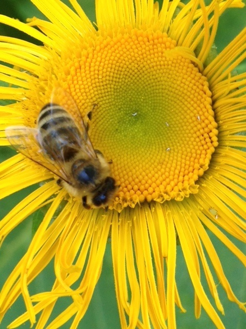 Alant mit Biene