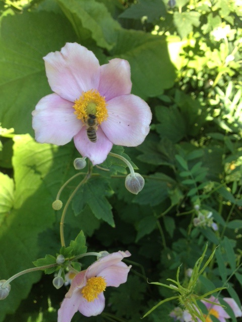Herbstanemone-mit-Biene