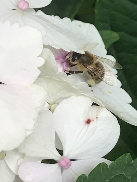Hortensie mit Biene