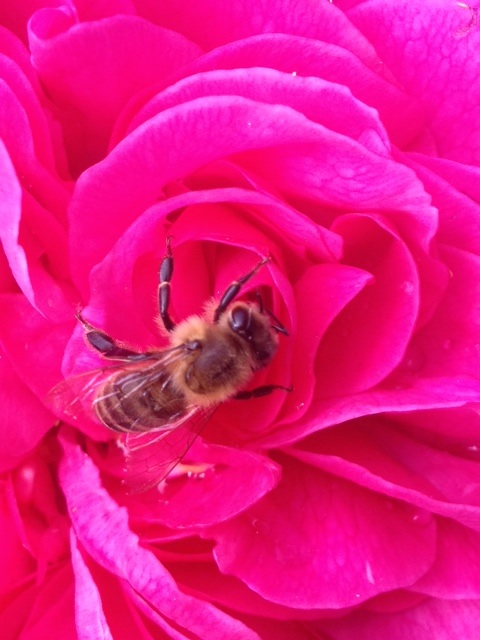 Rose mit Biene