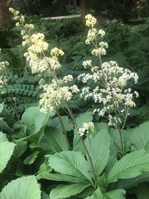 Schaublatt