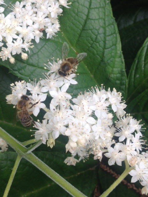Schaublatt-mit-Bienen