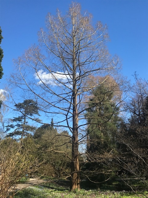 Urweltmammutbaum im April